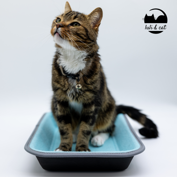 Pie Plate Cat Scratcher